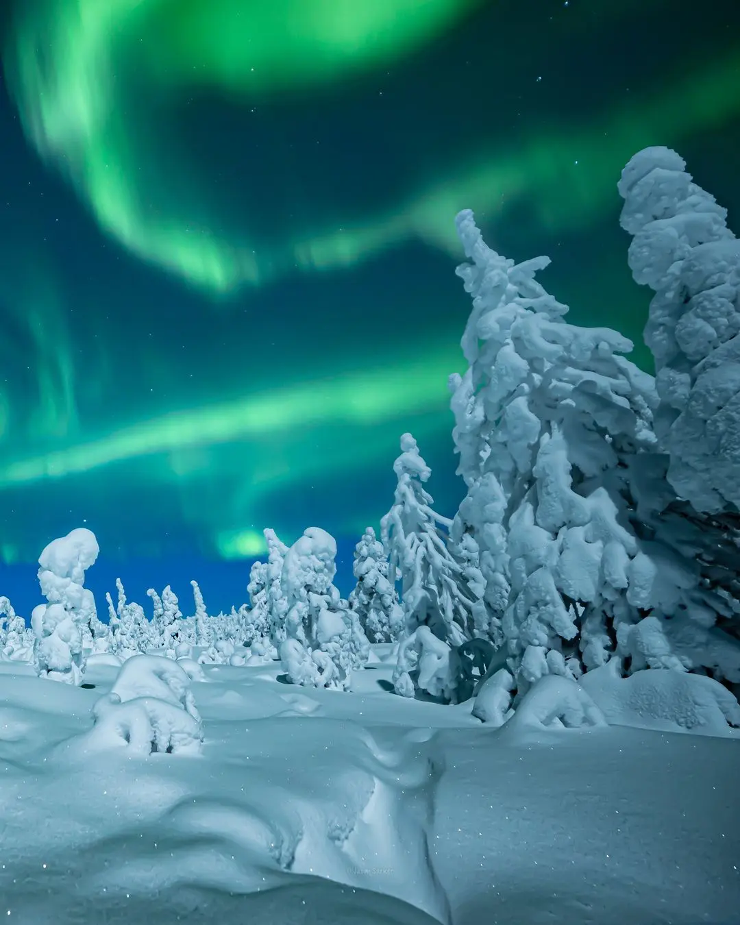 Árboles nevados y aurora boreal en Laponia. Uno de los mejores destinos para tu luna de miel.