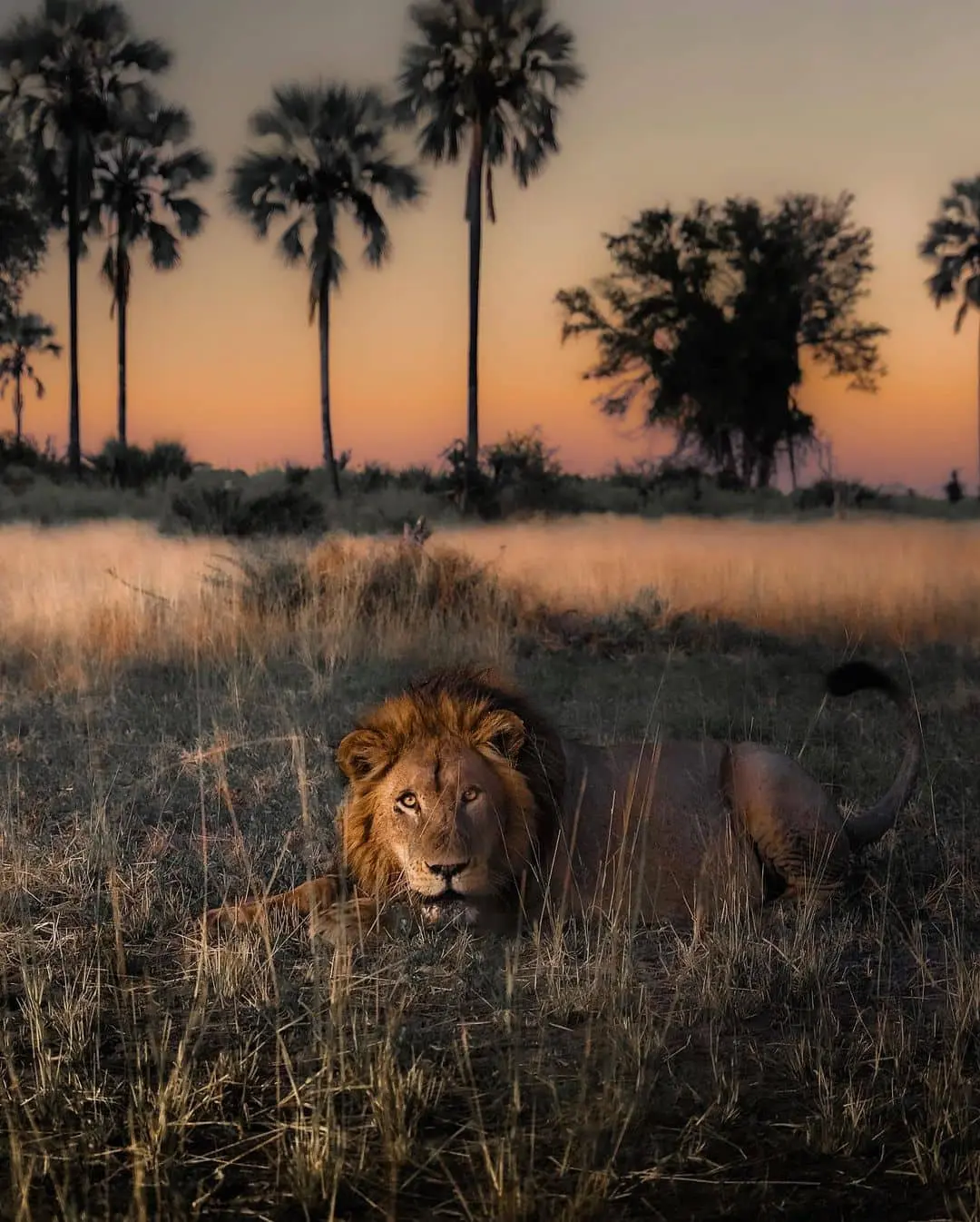 León en un safari en Botswana, experiencia única para la luna de miel