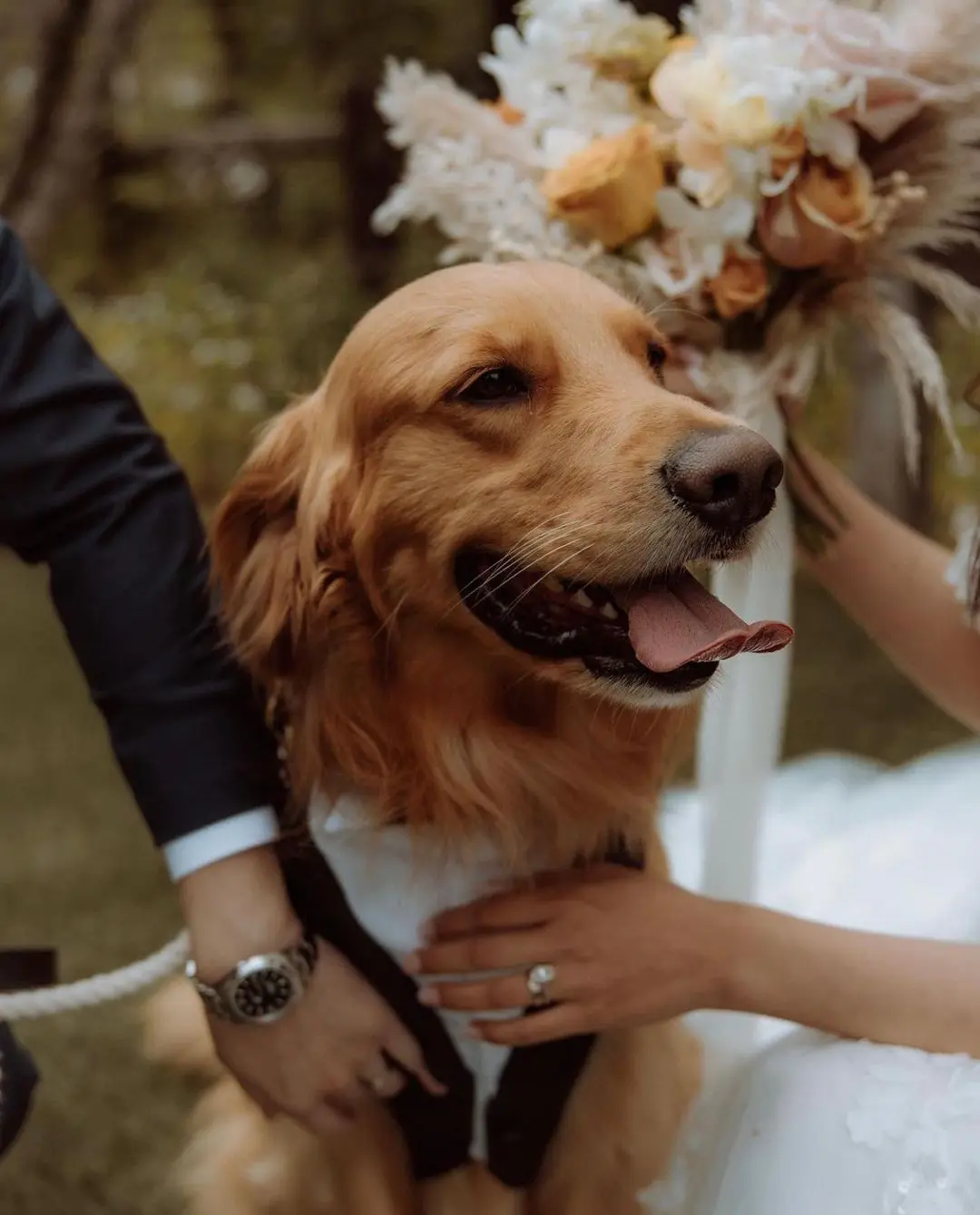 Perro adorable vestido con un smoking recibiendo caricias de los novios en su día de boda.