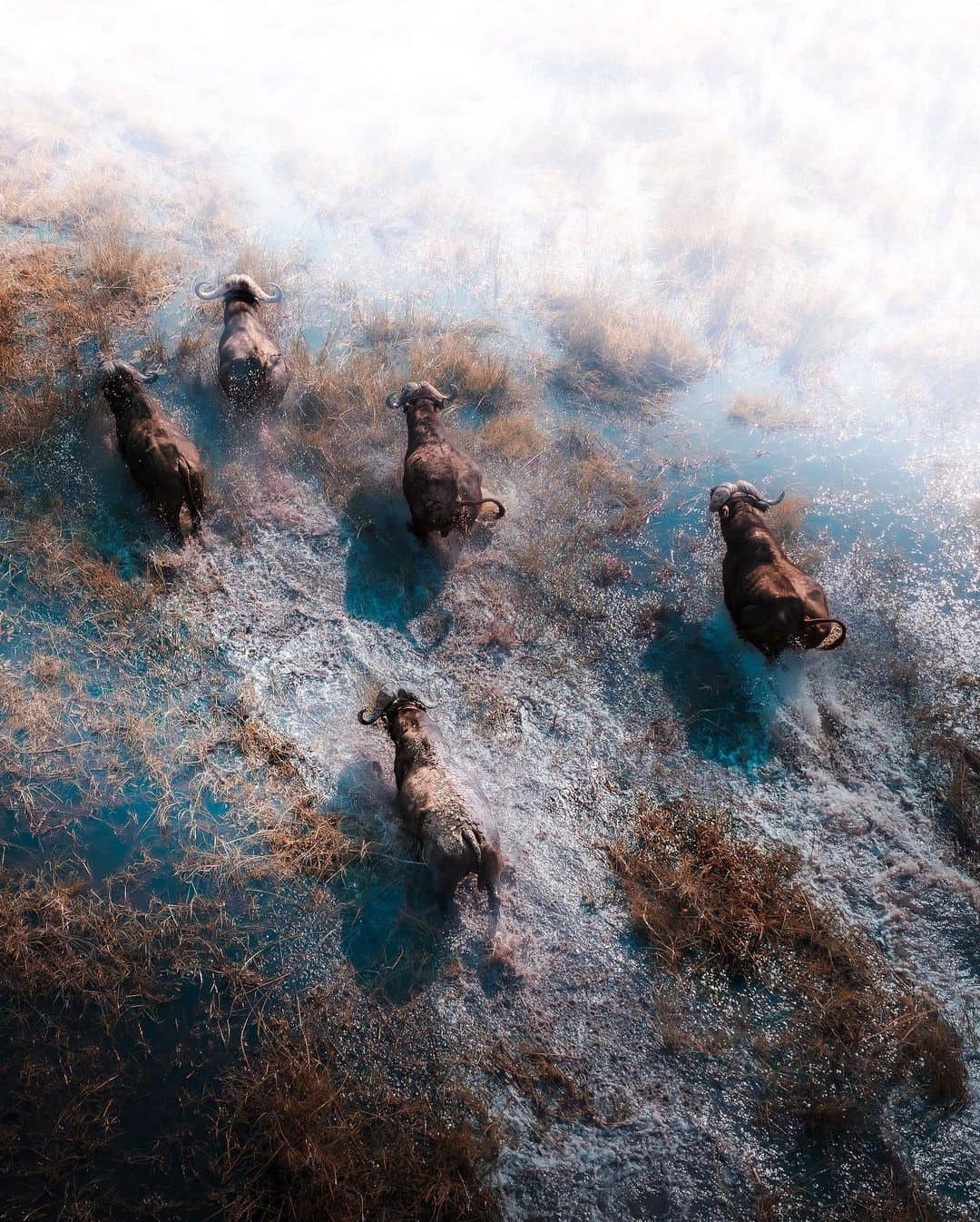 Manada de ñus en un safari en Botswana, aventura de luna de miel en la naturaleza. Es uno de los mejores destinos para tu luna de miel